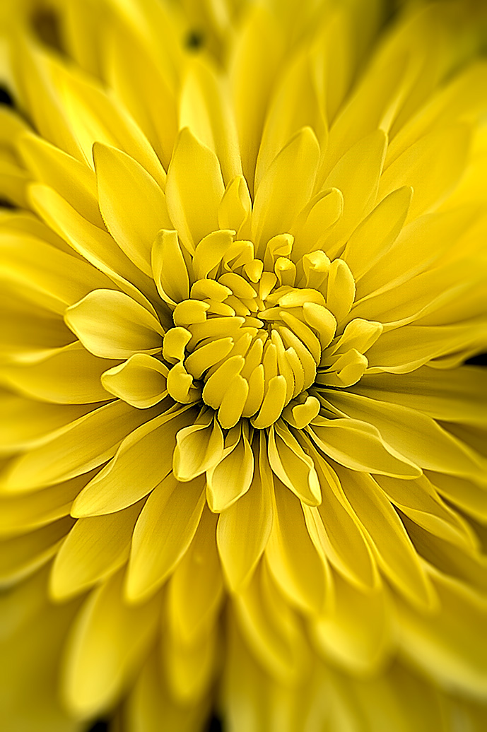 Chrysanthemum