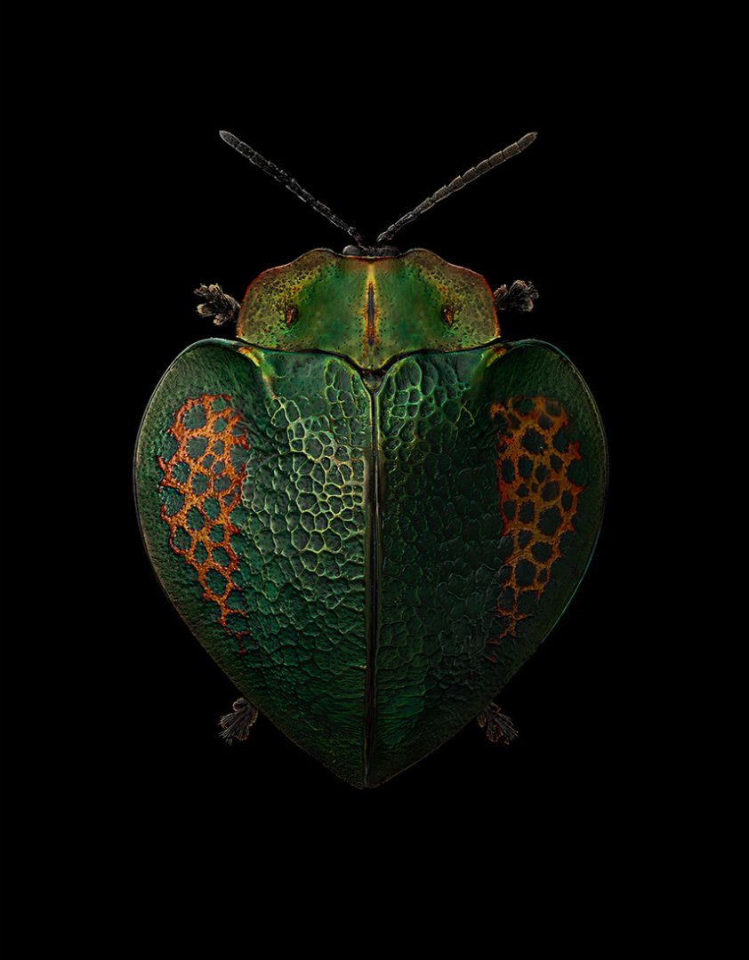 Cassidinae