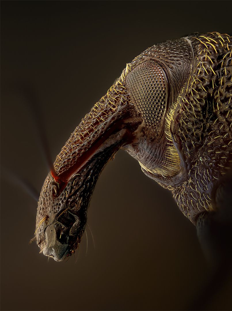 Hylobius pinastri
