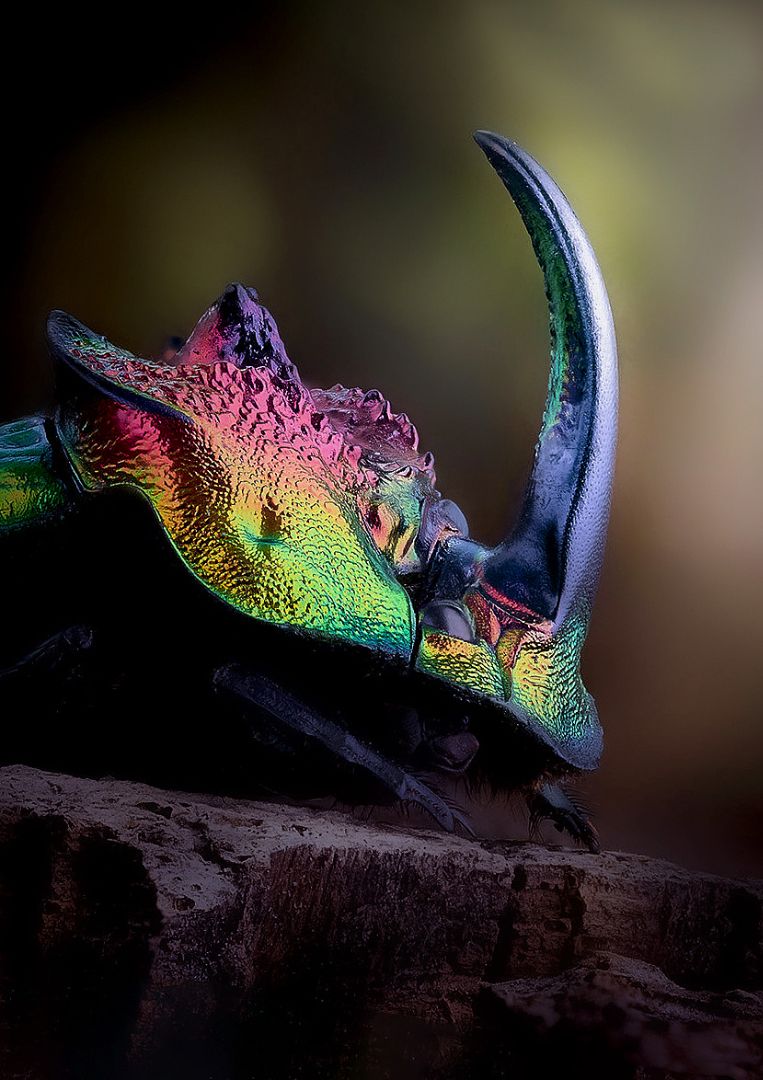 Phanaeus tridens