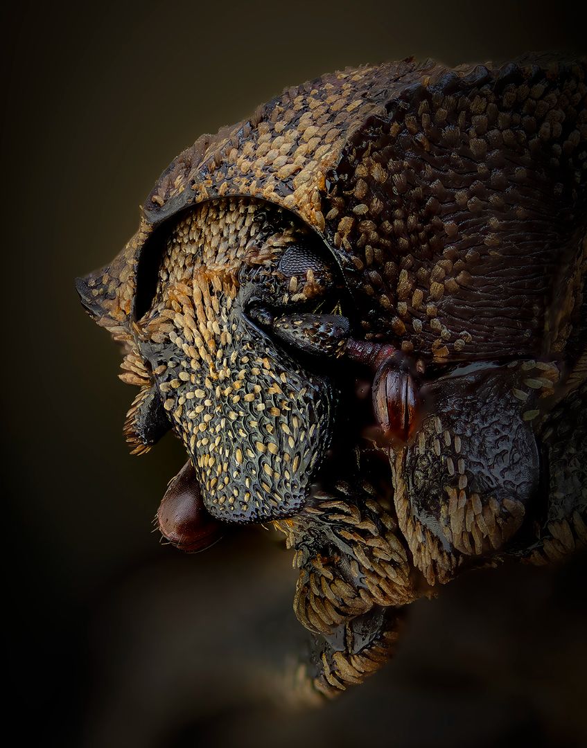Valgus hemipterus