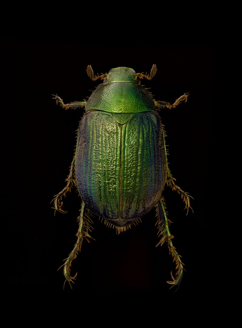 Anomala dubia