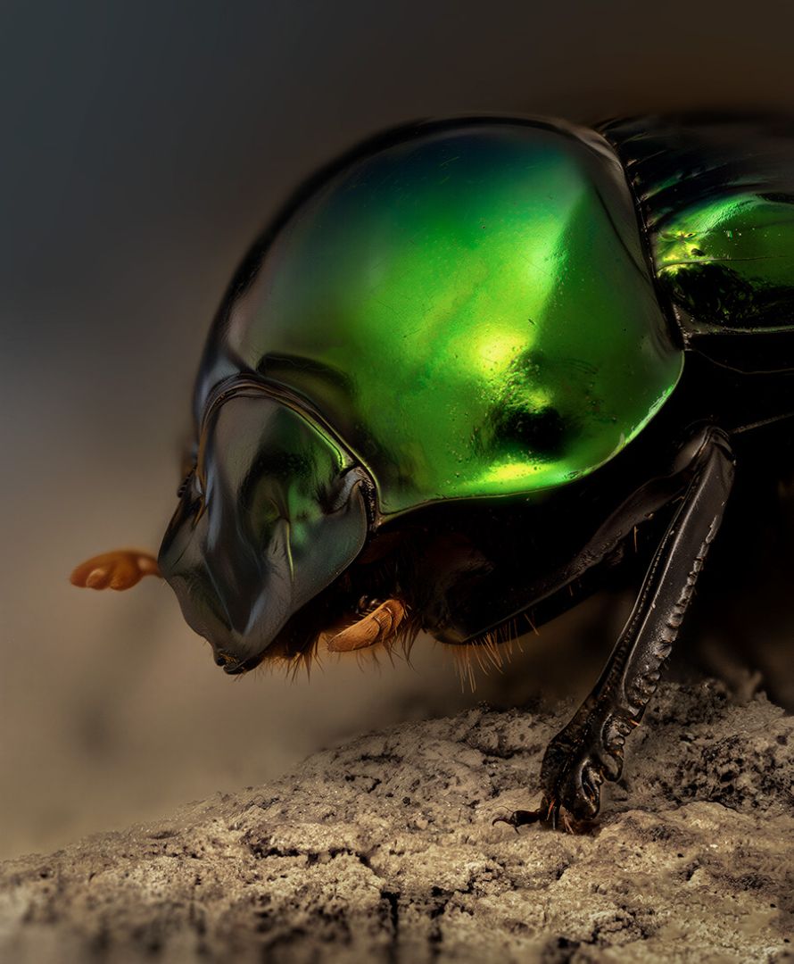 Canthon fulgidus