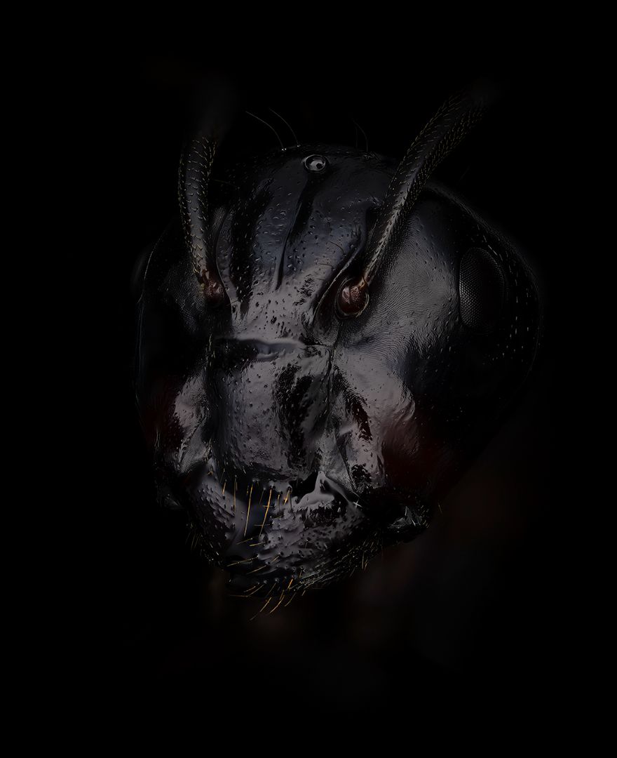 Camponotus ligniperda