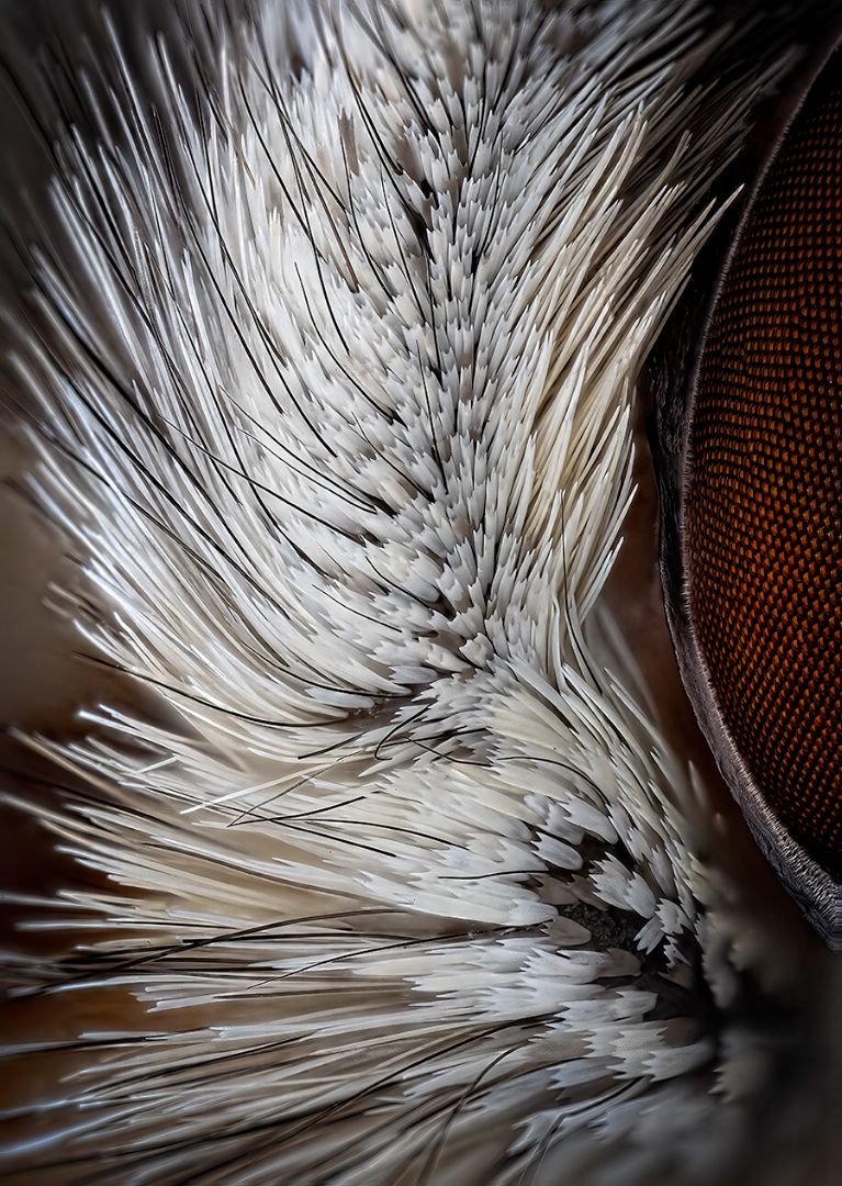 Limenitis populi
